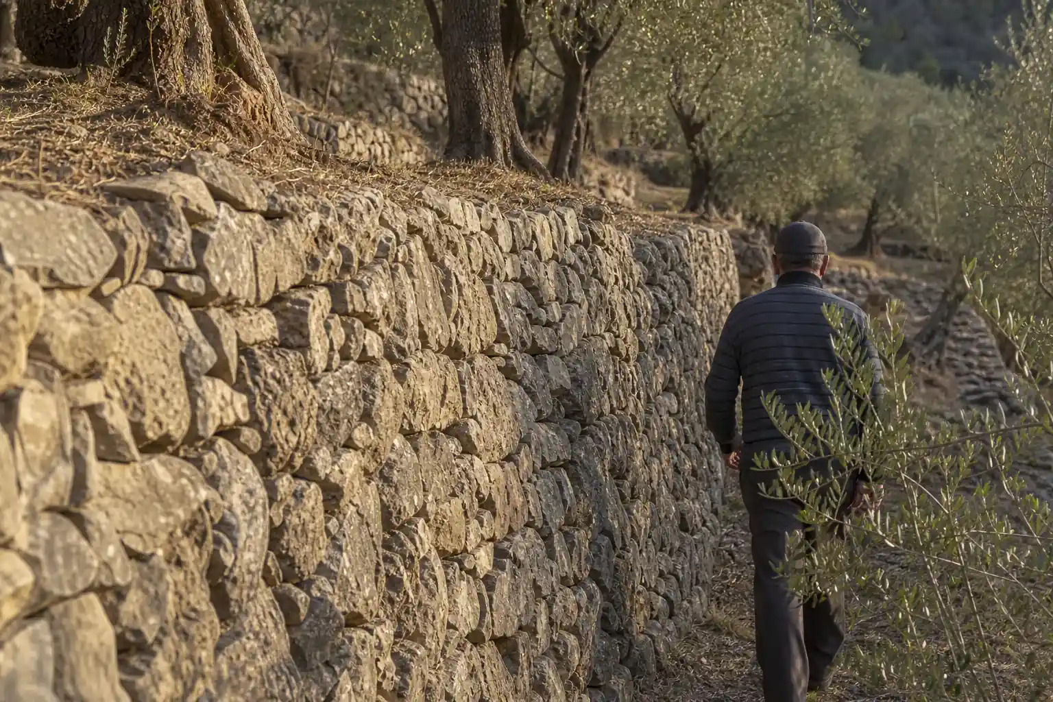 Terrasses de culture en pierre sèche dans l’arrière-pays niçois, murets de soutènement étagés sur un versant